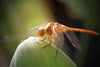 'Smiling Dragonfly' - Wall Art Photography Print