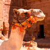 'Camel at Petra' Wall Art Photography Print