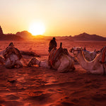 'Camels at sunset' Wall Art Photography Print