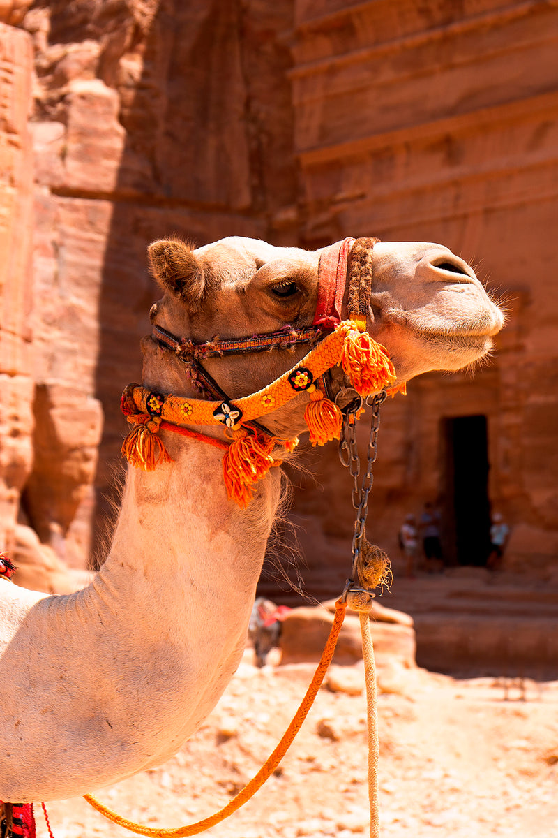 'Camel at Petra' Wall Art Photography Print