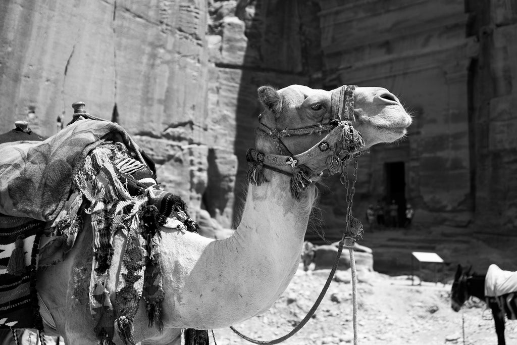 'Camel at Petra (B&W)' Wall Art Photography Print
