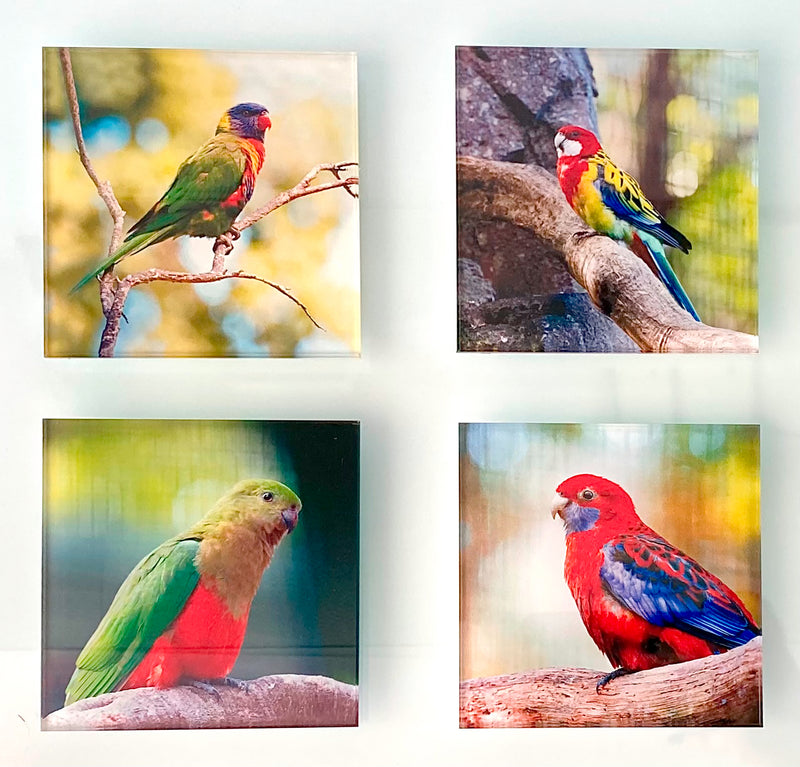Coaster set with Australian Birds