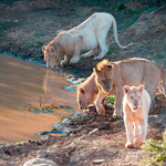 'Lions at the water hole' Wall Art Photography Print