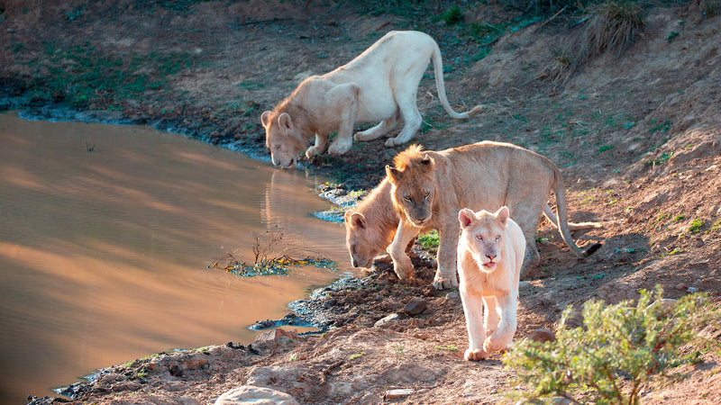 'Lions at the water hole' Wall Art Photography Print