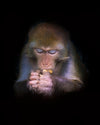 'Rhesus Monkey' - Wall Art Photography Print
