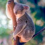 'Sleepy Koala' - Wall Art Photography Print