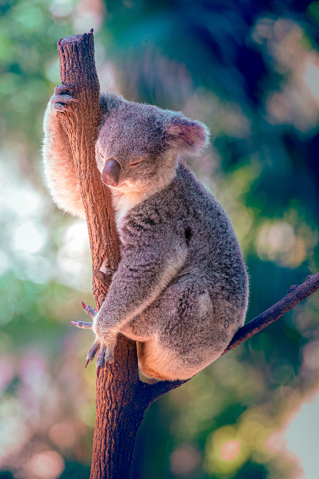 'Sleepy Koala' - Wall Art Photography Print